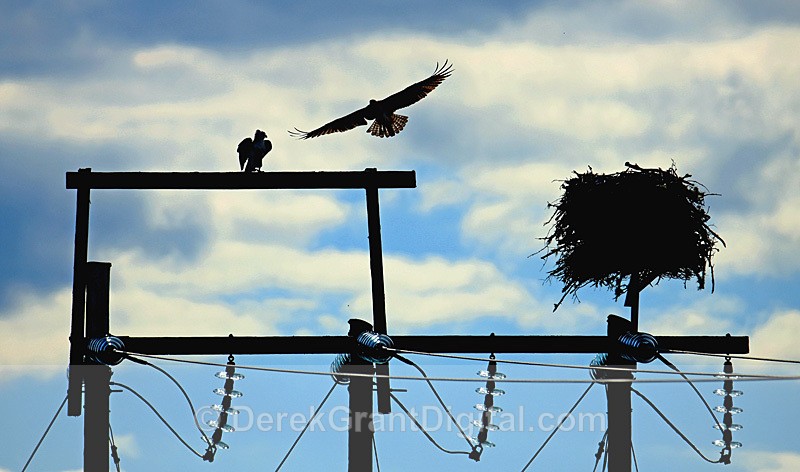 Urban Ospreys - Urban Wildlife