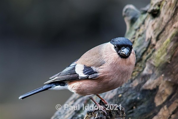 bullfinch02 Large - Nature - Birds and Wildlife