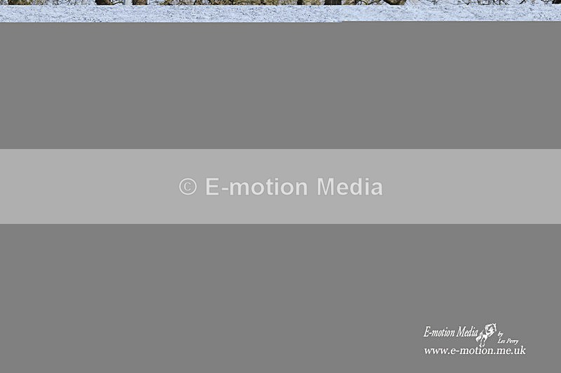 _EST1418 - Bourne Valley Riding Club Winter Showjumping 27/03/22