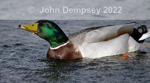 mallard - The Curlie