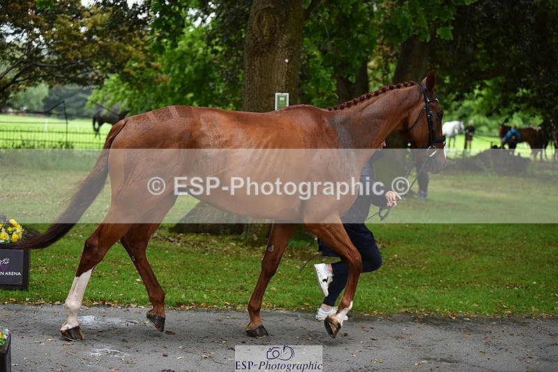 240522-151950-00268 - 322-CHILLI_KING-Gemma_Stevens