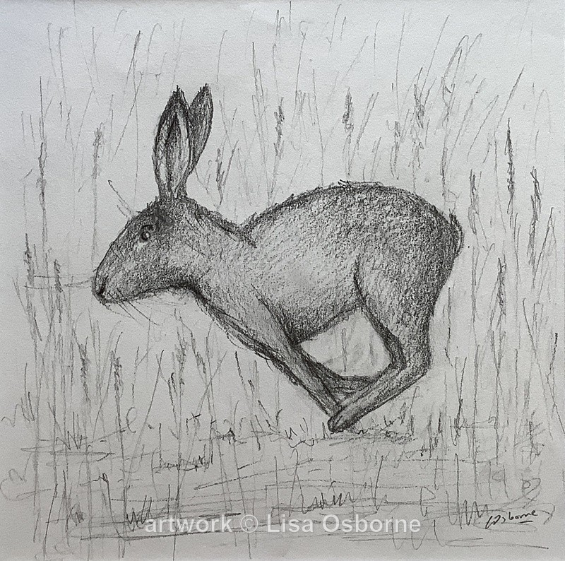Hare - Animals
