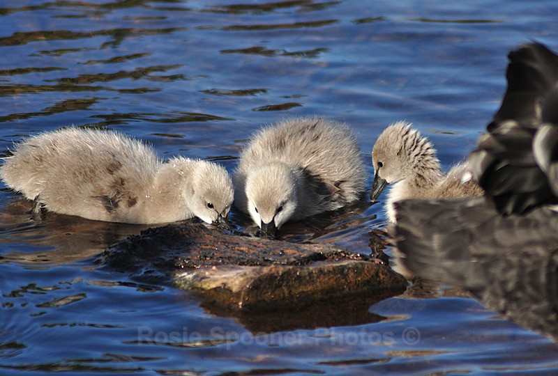 Three cygnets only a few days old - Dawlish (mainly black swans)