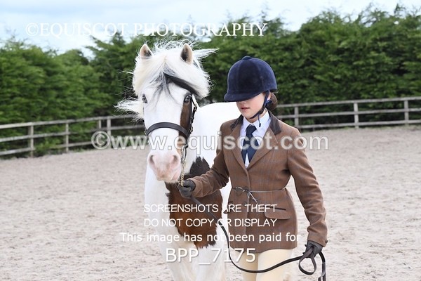 BPP_7175 - RING 1  (RIDDEN HORSES / IN HAND / VETERAN ETC)