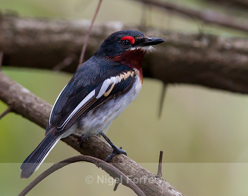 Brown-throated Wattle-eye (female) - Brown-throated Wattle-eye (Common Wattle-eye)