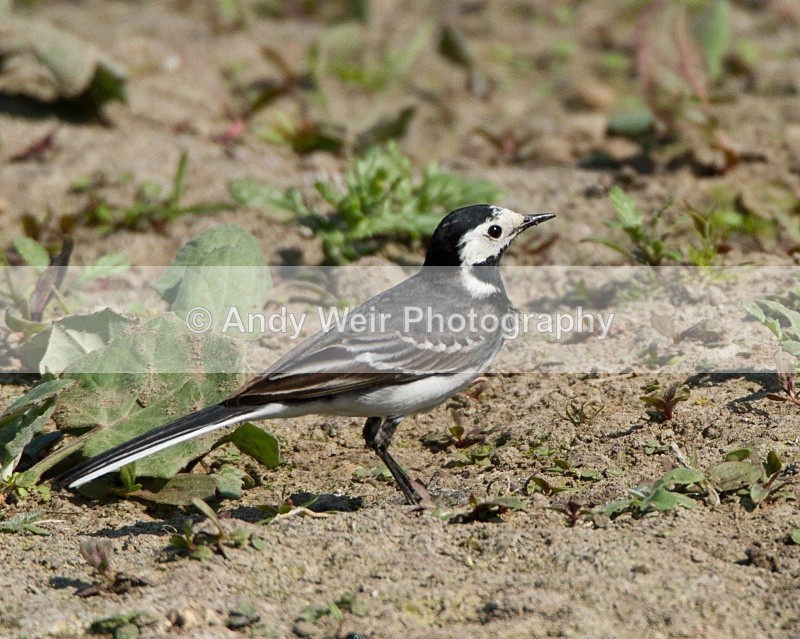 20110422-IMG_4712 - Wagtails