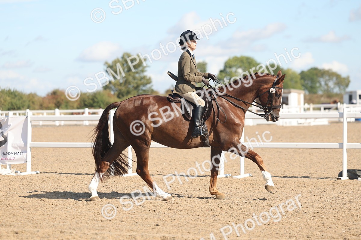 SBM_13029 - Class 305 - Ridden Foreign Breed Pure Bred