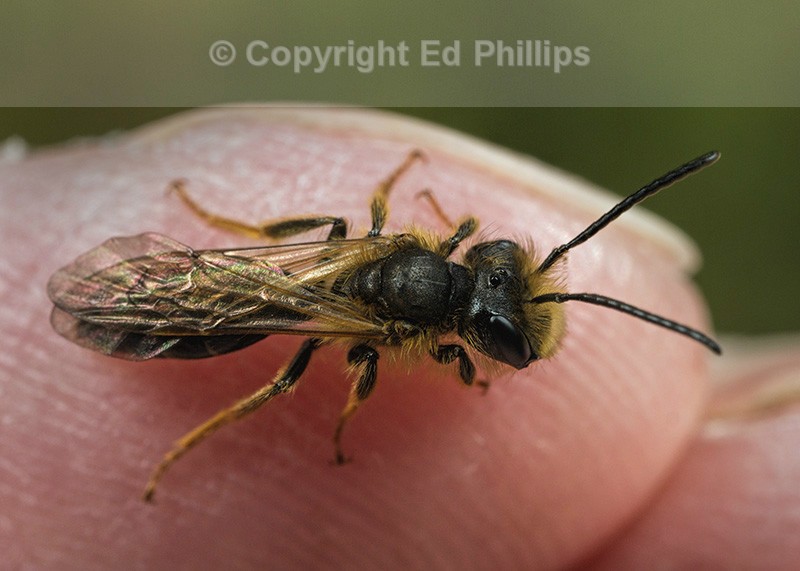 Andrena bucephala (m)