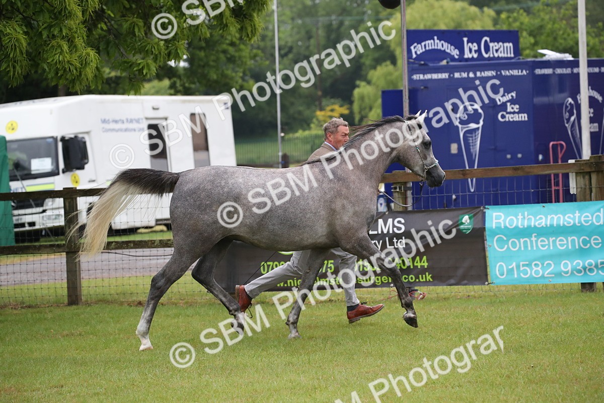 SBM_00013 - Class 17-20 - Arab & Part Bred - Anglo Arab In Hand