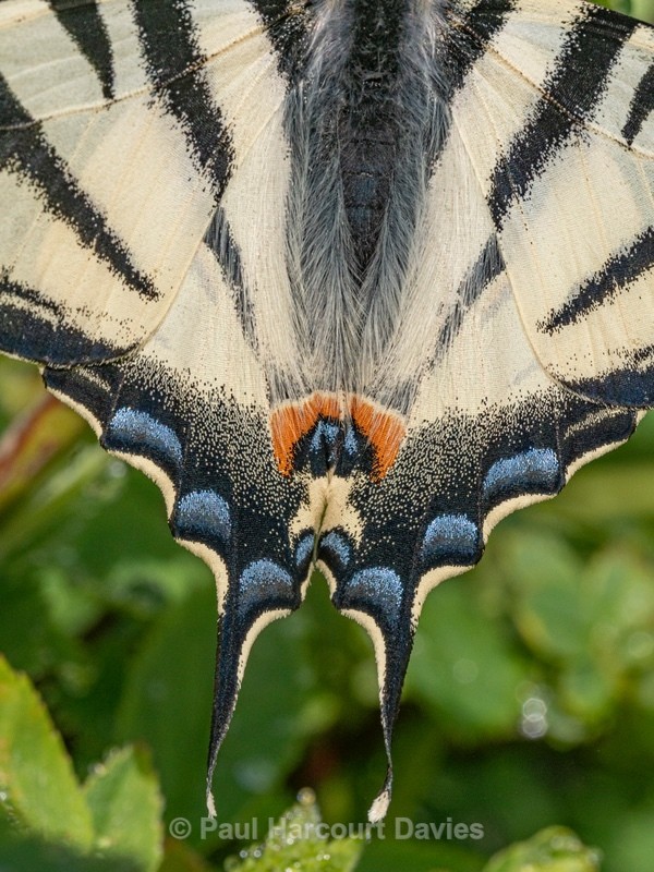 Scarce Swallowtail (Iphiclides podalirius) - Insects, Spiders and other Animals