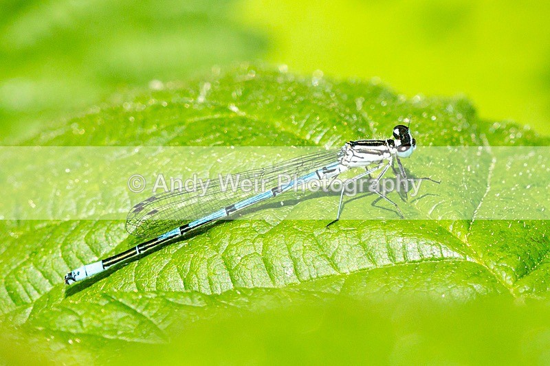 20180529-Woolston3K8A0387 - Dragonflies & Damselflies