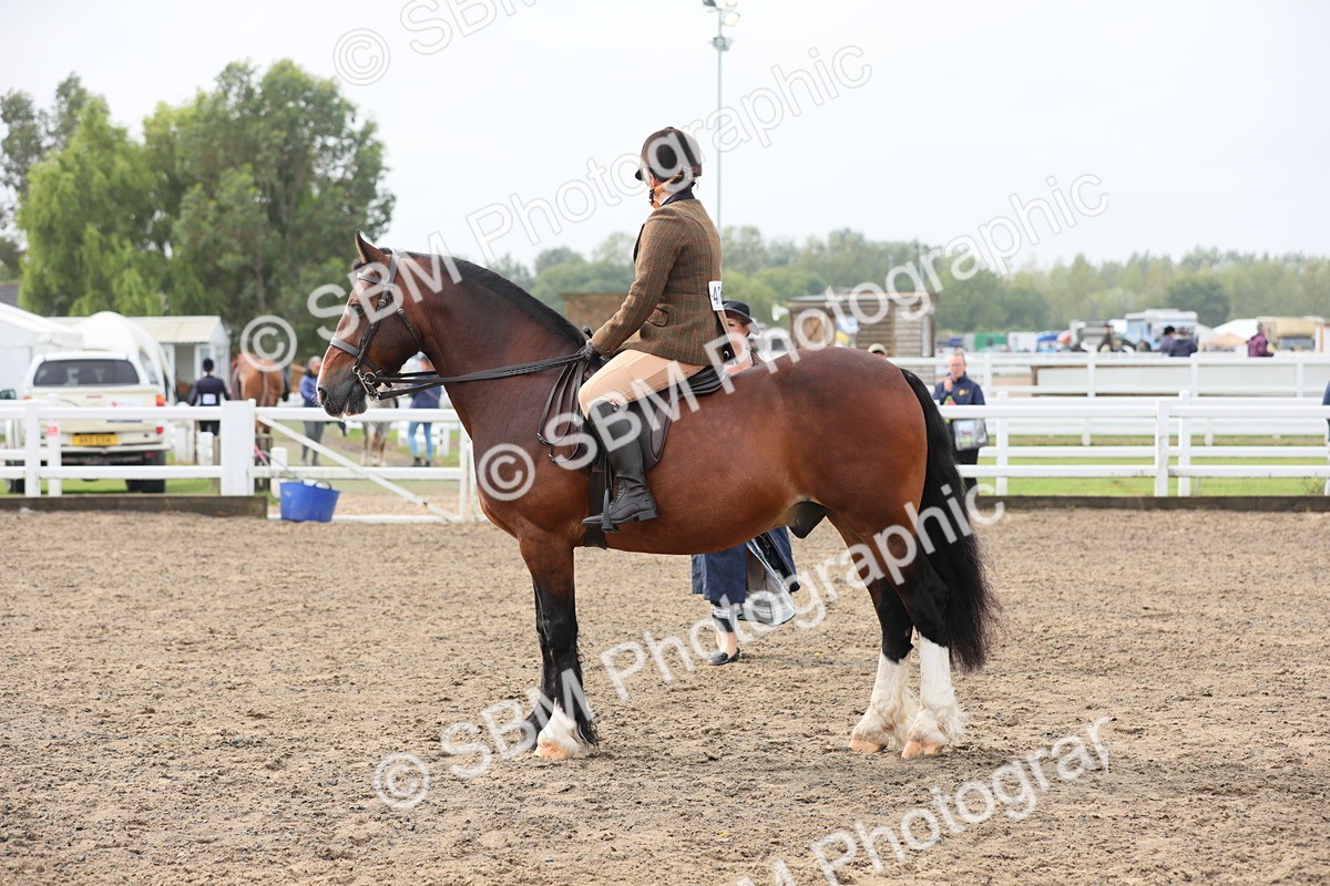 SBM_21361 - Class 805 - Ridden Veteran Horse