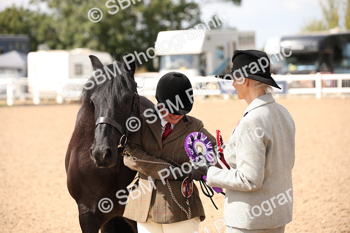 SBM_03440 - Class 18 Handsomest Gelding (IH or Ridden)