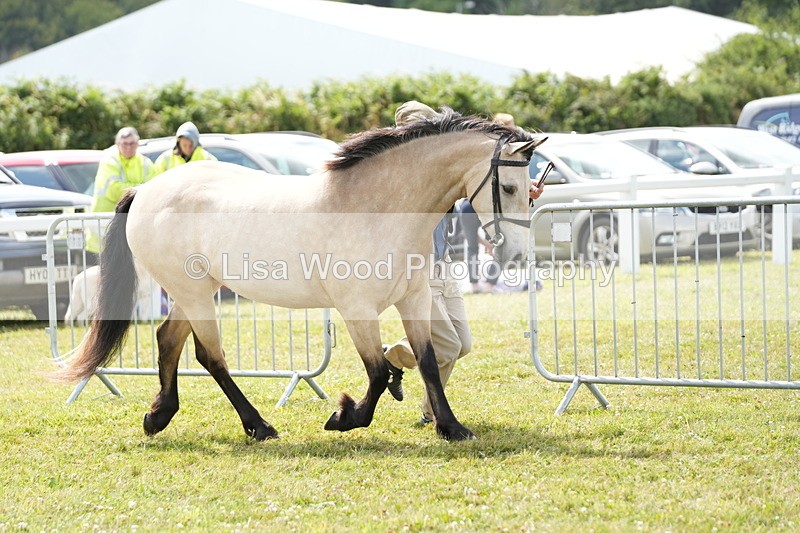 DSC05679 - Class 51: NPS M&M 4 years and over Large Breeds