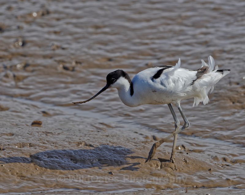 2017-03-31-13-44-48 NIKON D810 500mm f8 1-1000 iso200 - Birds
