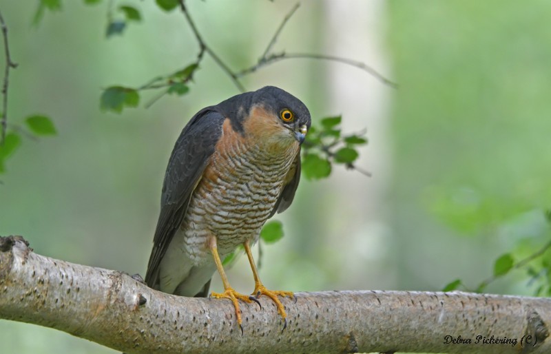 Sparrowhawk - Birds Of Prey