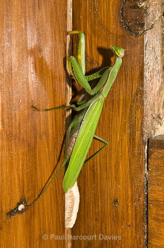  - Bugs: Macro insects