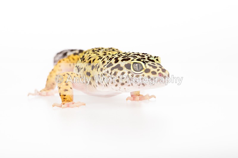 20140120-3K8A8392 - Lizards