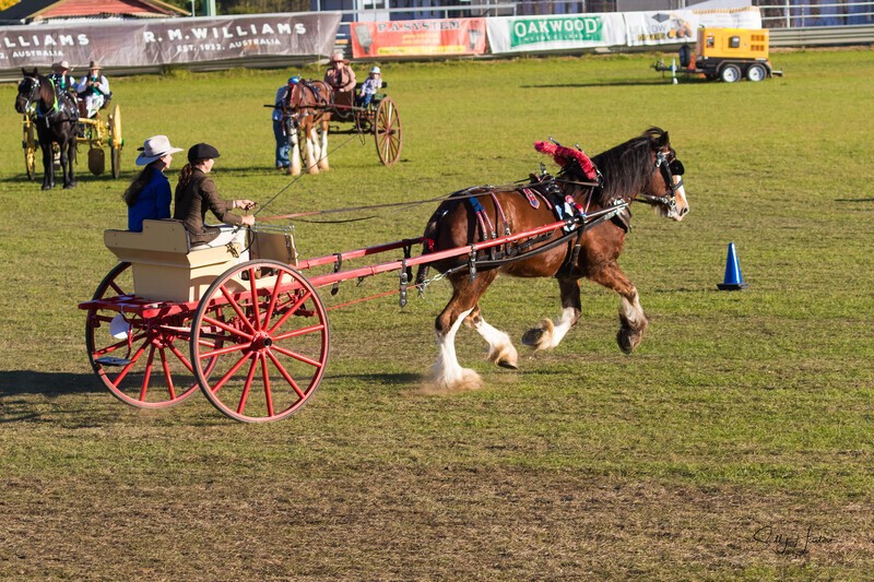 Harness Driving Challenge 26. 0A3A9740 - 2025 Senic Rim Clydesdale Spectacular
