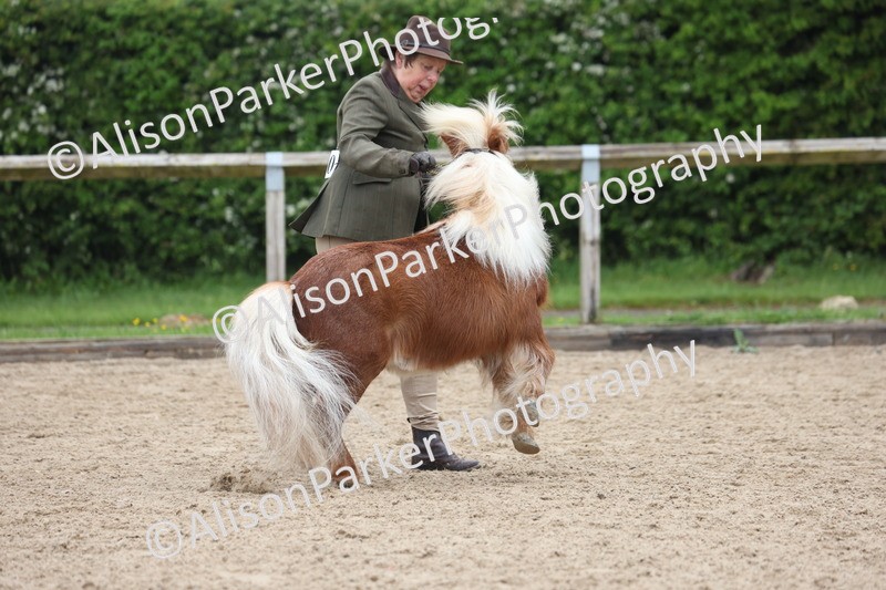 20260504-0494 - Class 4 - Minitures and Shetlands