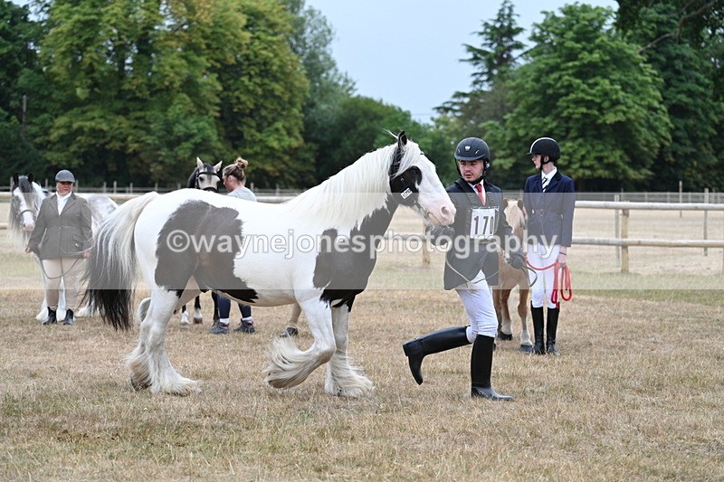 WJ7_9618 - Class 5 Most Handsome Gelding (up to 14.2hh)