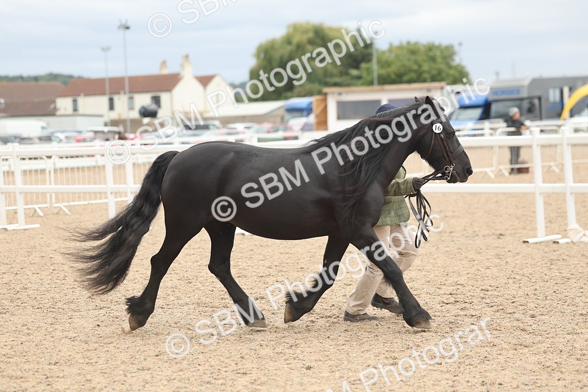 SBM_19252 - Class 317 - IH Pure Bred Horse-Pony