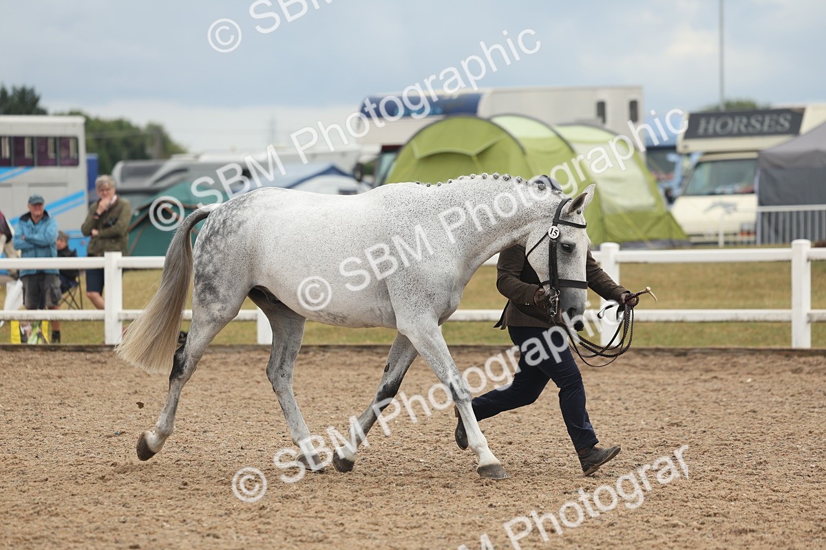 SBM_07932 - Class 28 - IH Veteran Horse