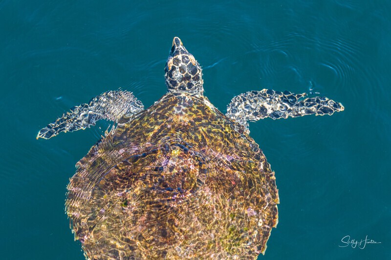 0A3A7864 Turtle in Green Ocean - Turtles