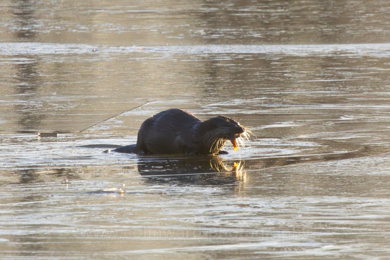 Otter feeding on a frozen pond - macro and nature.