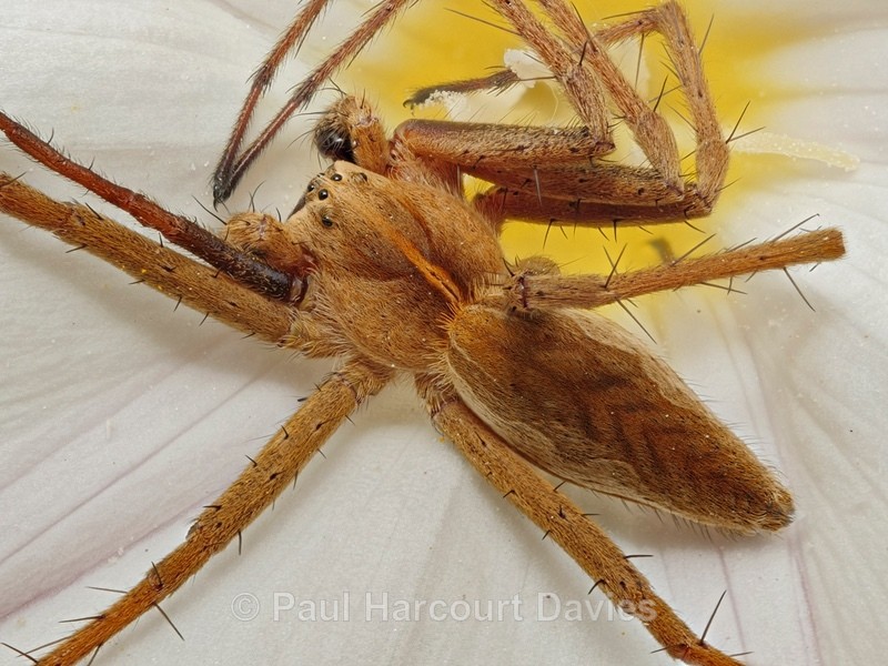 Nursery web Spider (Pisaura mirabilis)  - Insects, Spiders and other Animals