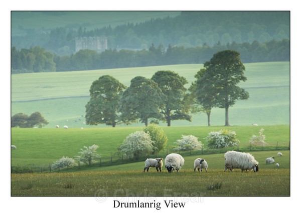 Drumlanrig View - Traditional Landscapes