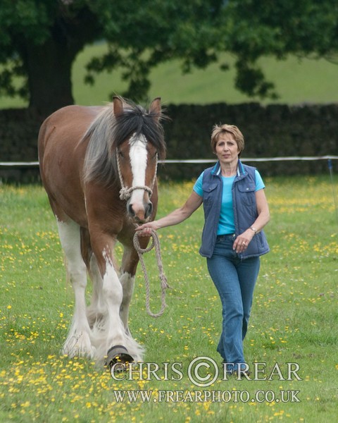ryecroft-23 - Clydesdales 2013 Include Foals