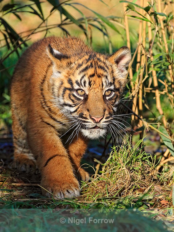 Toba the Sumatran Tiger cub stalking at the Big Cat Sanctuary - Tiger