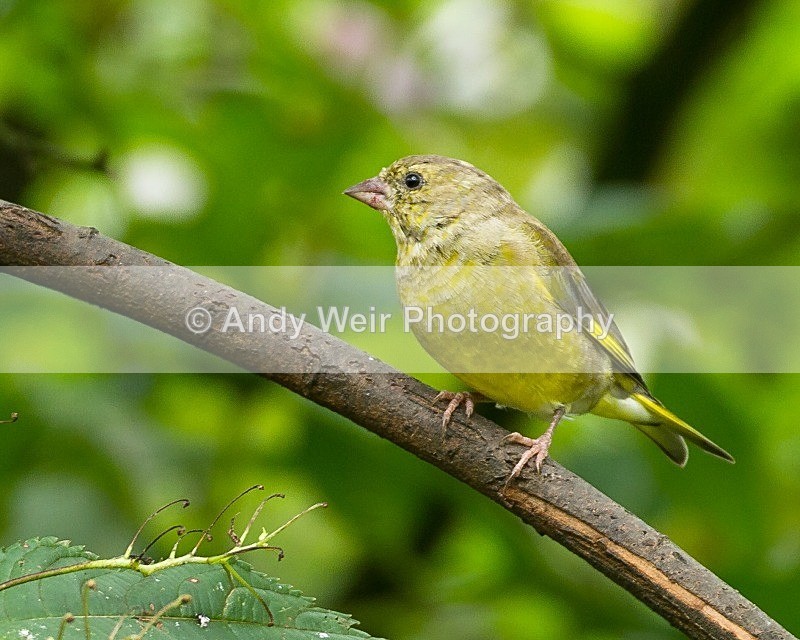 20110910-_MG_6735 - Greenfinch
