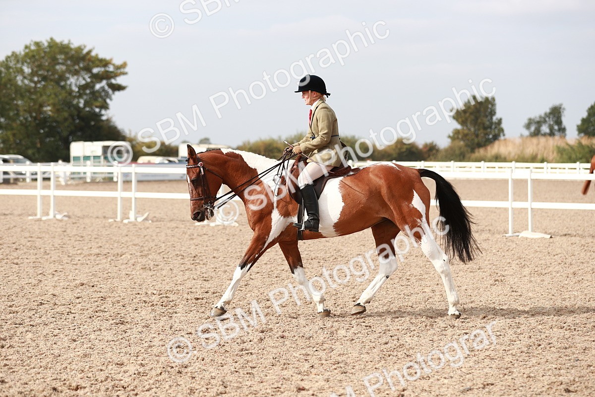 SBM_17520 - Class 215 Ridden Hack/ Riding Horse