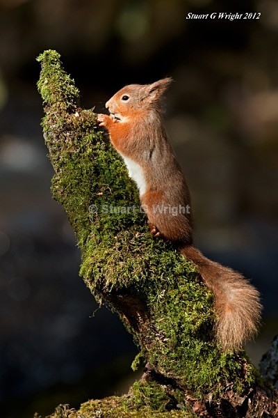 750 - Red Squirrels
