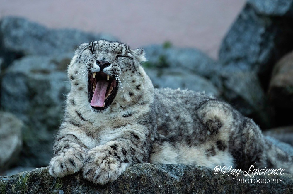 Snow Leopard -RLP_8432 - Vulnerable and Beyond