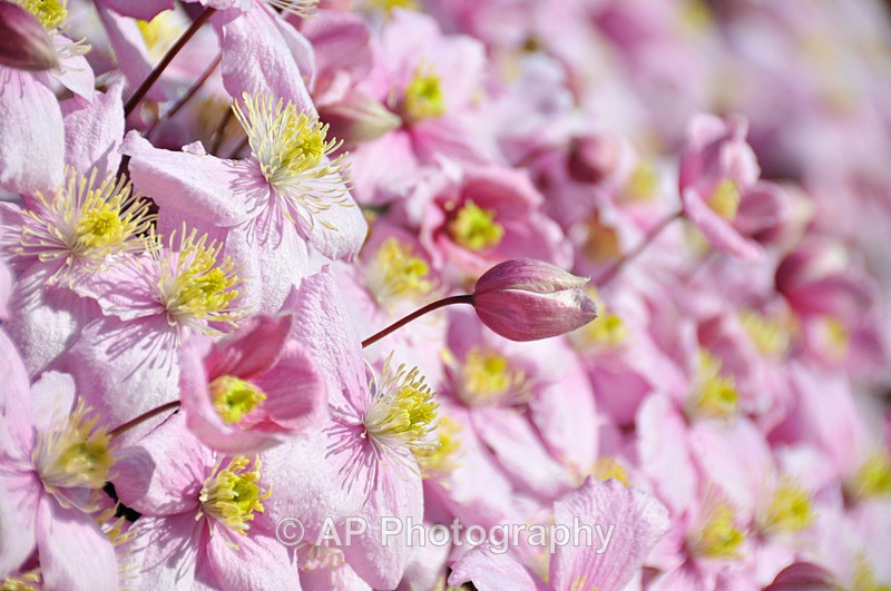 ACP_3392 - Plants