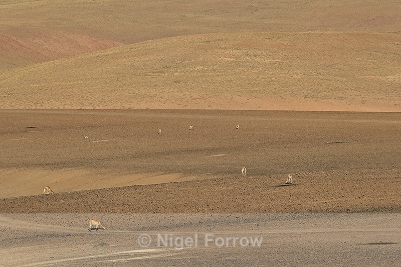 Vicunas foraging in high Andes, Chile - Vicuna