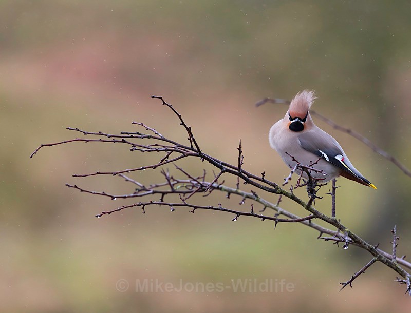 WAXWING HALKYN 3 - WAXWINGS. February 2024 [Halkyn Mountain, North Wales. UK ]
