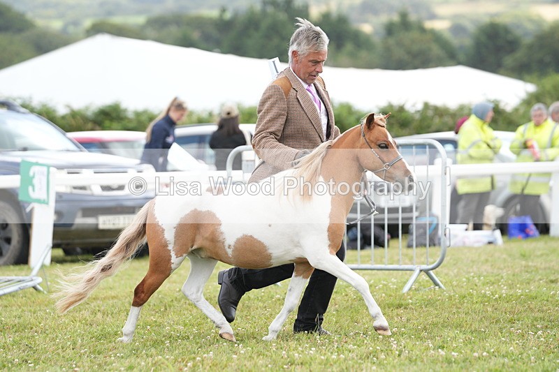DSC06630 - Miniature Horse Championship