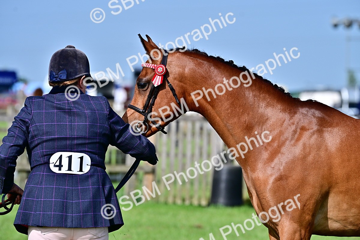 SBM_00974 - Class 46-49 - Arab and Part Bed-Anglo Arab In Hand