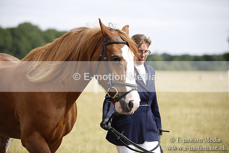 _C7A9386 - BVRC Sow 2018 Ring 2