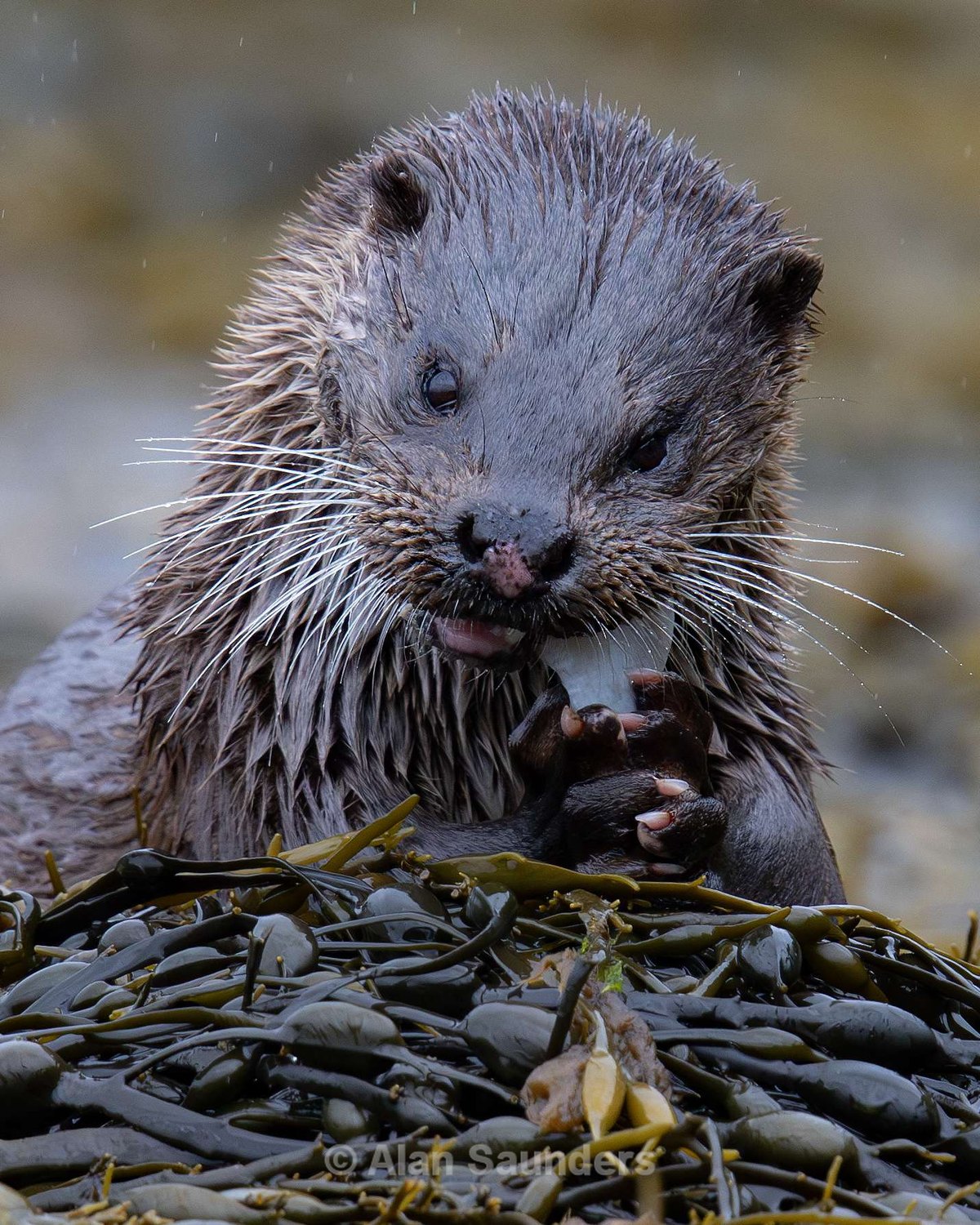 Eurasian Otter 1