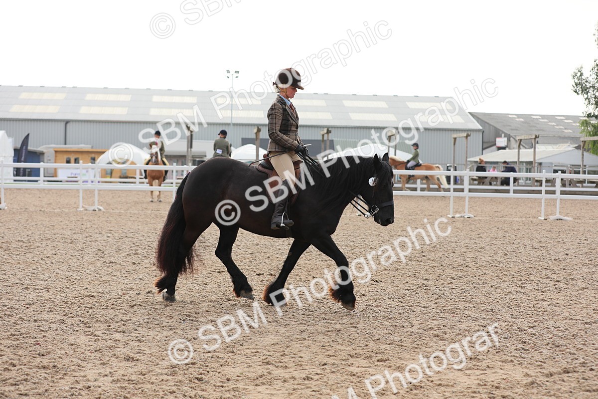 SBM_10050 - Class 302 Ridden M&M -Large Breeds