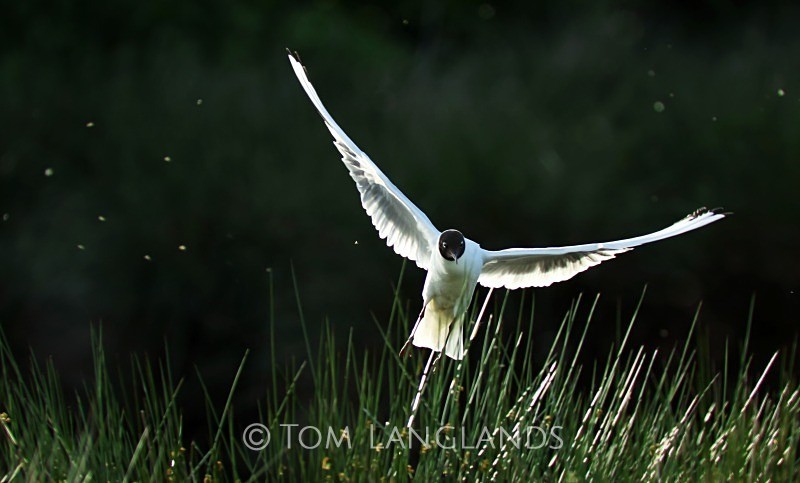 Black-headed Gull - Gulls and Terns