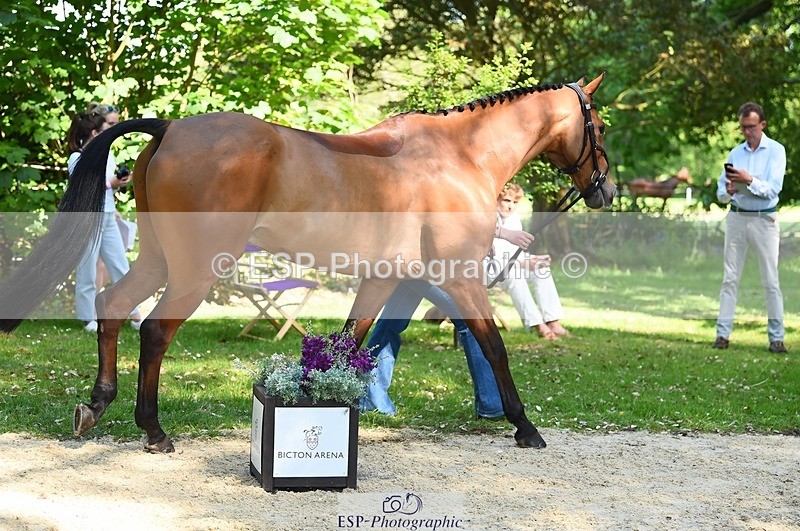 230524-155846-00596 - 206-MEXICAN_WAVE-Daisy_Bathe-WEDTrotUp+DR