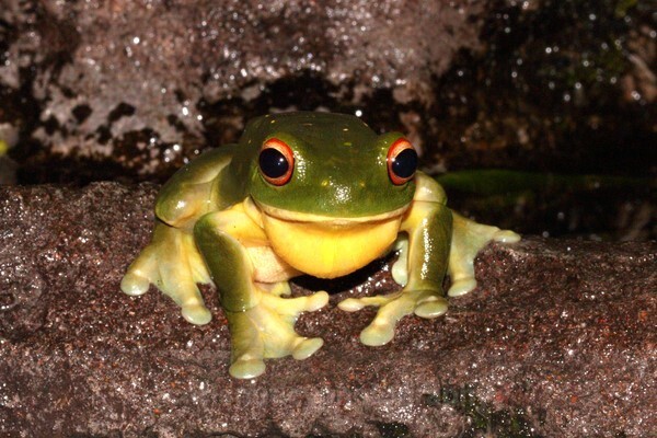  - Reptiles and Amphibians