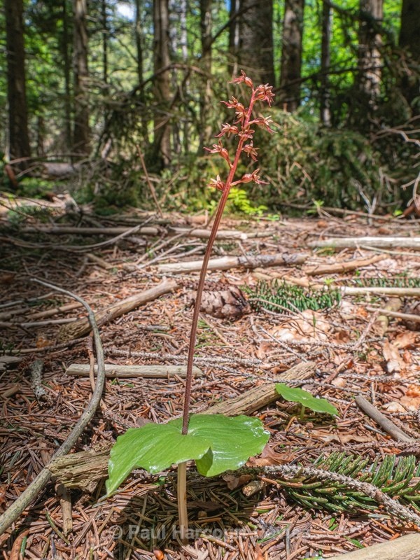 Lesser twayblade (Neottia cordata  also Listera cordata) - Wild Orchids 2021