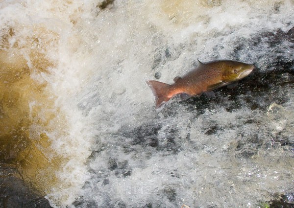 Leaping Salmon II - Animals/ Wildlife